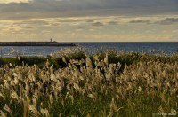 /album/%e5%a4%8f/%e3%82%b9%e3%82%b9%e3%82%ad%e3%80%80%ef%bd%a5%ef%bd%a5%ef%bd%a5%e5%a4%95%e9%99%bd%e3%81%ab%e8%bc%9d%e3%81%84%e3%81%a6%ef%bd%a5%ef%bd%a5%ef%bd%a5-1-jpg/